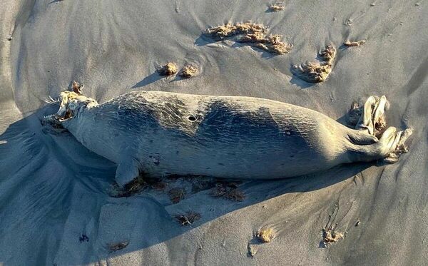 Залечь на дно в Каспии