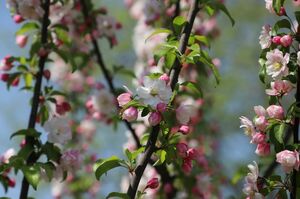 Это моя поляна!