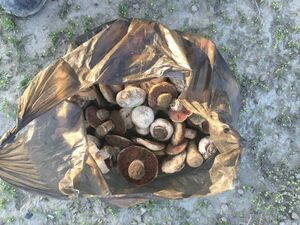 Грибной рай