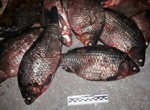 Гора карася в запретный период