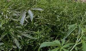 А что в горшках?