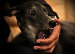 Укушенные и привитые