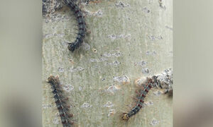 Гусеничный пир