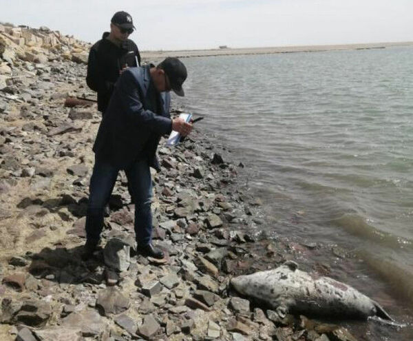 Залечь на дно в Каспии-2