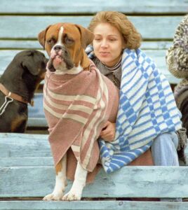 Человек собаке друг?