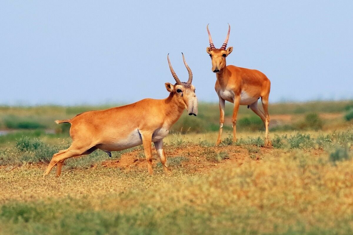 Краснокнижные консервы