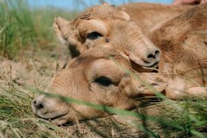 Массовый отстрел отменяется