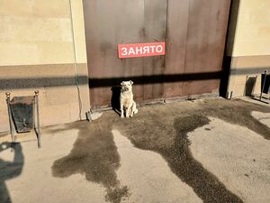 Поймать поймали, а дальше что?