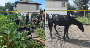 Упавшего в канализационный колодец коня вызволили в Актюбинской области
