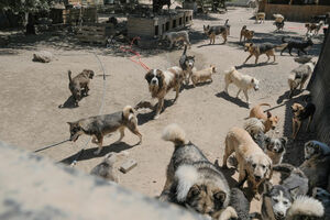 Кто выживет после грызни