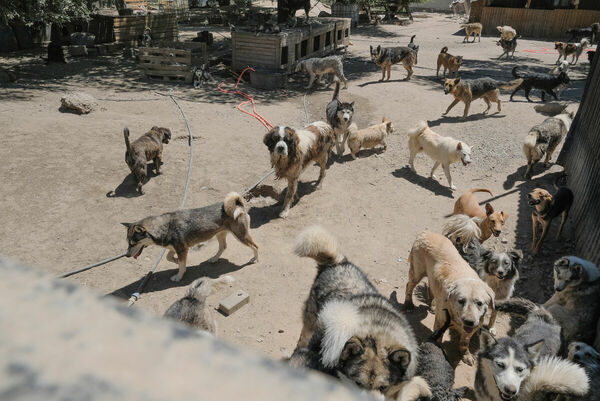 Кто выживет после грызни