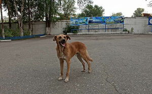 Собачья верность