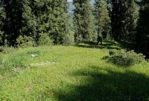 Коварный лес