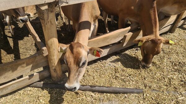 Кожа да кости