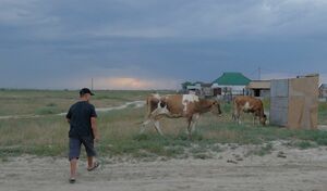 Пропала корова...