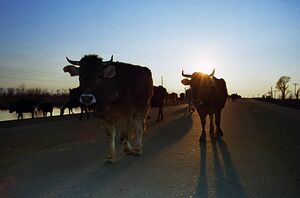 Электрический барьер