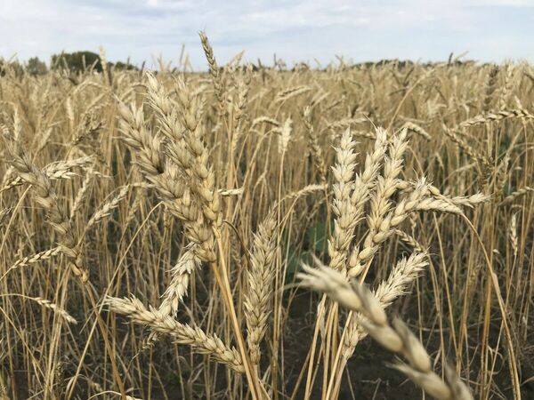 Политики рулят  без оглядки на экономику