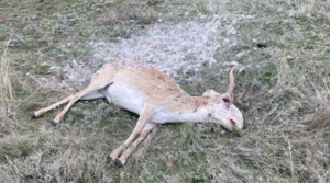 Причину смерти найденных мертвыми сайгаков выясняют в ЗКО