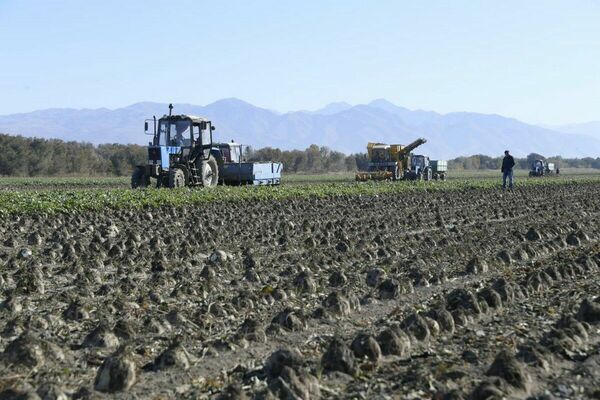 В погоне за мечтой
