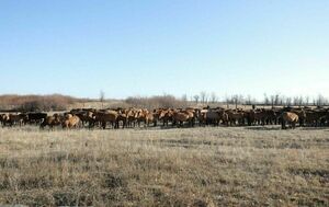 Токаев обеспокоен дефицитом пастбищ в Алматинской области