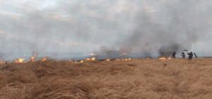 Параллельно с сильным ветром пожарные тушат 140 га в пойме Иртыша в Павлодарской области