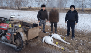 Подозреваемый в отстреле краснокнижных лебедей задержан в Акмолинской области