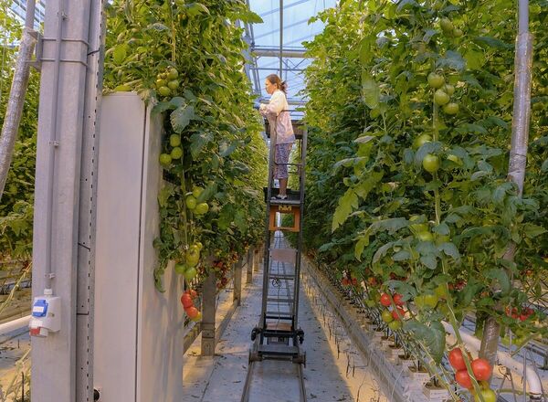 Какие фишки нужны  в тепличном бизнесе