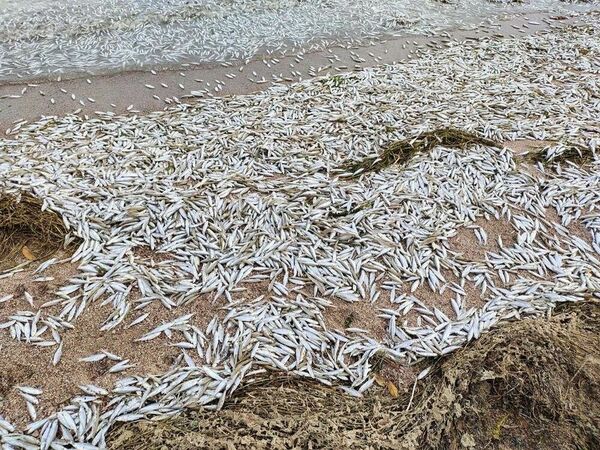 Мор у Лев-горы