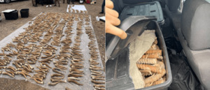 Почти 1 тыс. рогов сайгаков изъяли у троих задержанных в Алматинской области