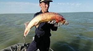 В свободное плавание