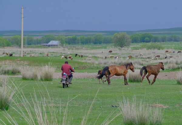 Нет скота - нет земли!