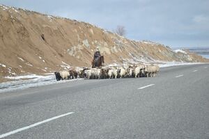 Наглый чабан