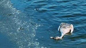 Домашние птицы вне опасности