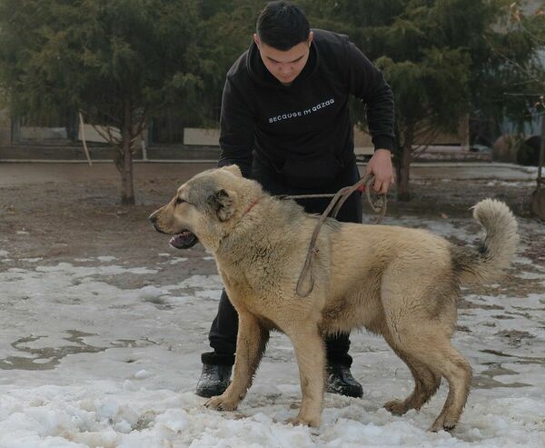 Спасение рядового Актоса
