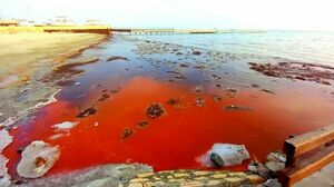 А море цветёт