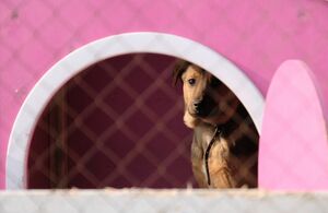 Дом для Тузика