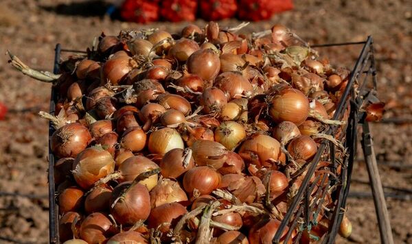 Заботы луковые