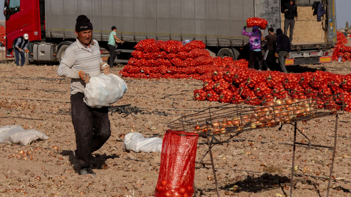 Луковый сговор