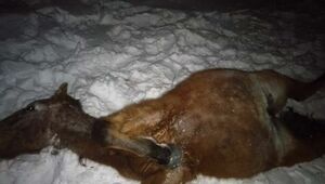 32 лошади сбил грузовой поезд в Акмолинской области