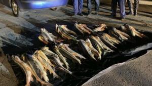 150 кг осетра изъяли у двух жителей Мангистау