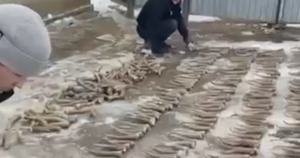 465 рогов сайги обнаружили у жителя поселка в ЗКО