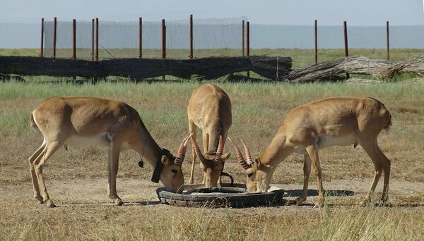 Консервы - расконсервировать!