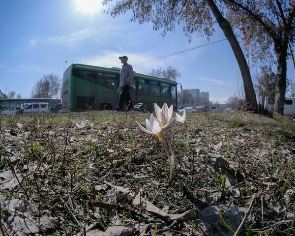 Мал первоцвет, да дорог