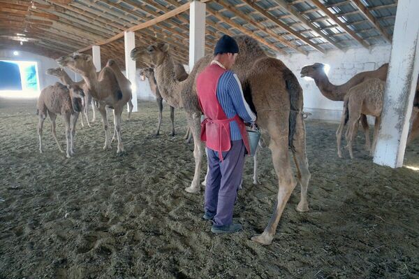 Крутить хвосты - это вам не баранки гнуть
