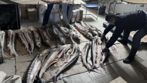 В почтовом отделении полицейские обнаружили около 200 кг осетра в Мангистау