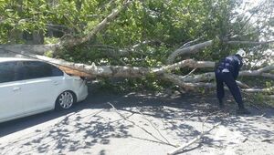 Последствия сильного ветра устраняют в Шымкенте