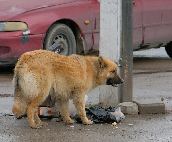 Беглый клык