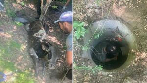 Спасатели помогли теленку выбраться из глубокой ямы в Усть-Каменогорске