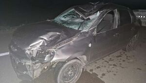 Лошадь выбежала на дорогу и стала причиной аварии в Павлодарской области