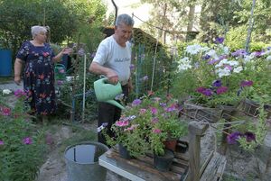 Алматинцы превратили палисадники в огороды и сады
